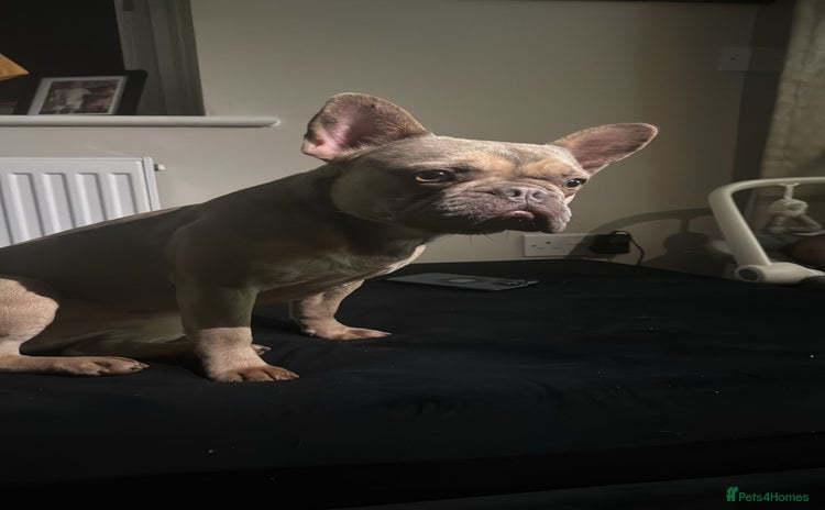 French Bulldog dogs - Advert 2