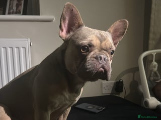 French Bulldog dogs - Advert 2