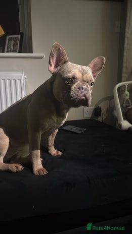 French Bulldog dogs - Advert 2