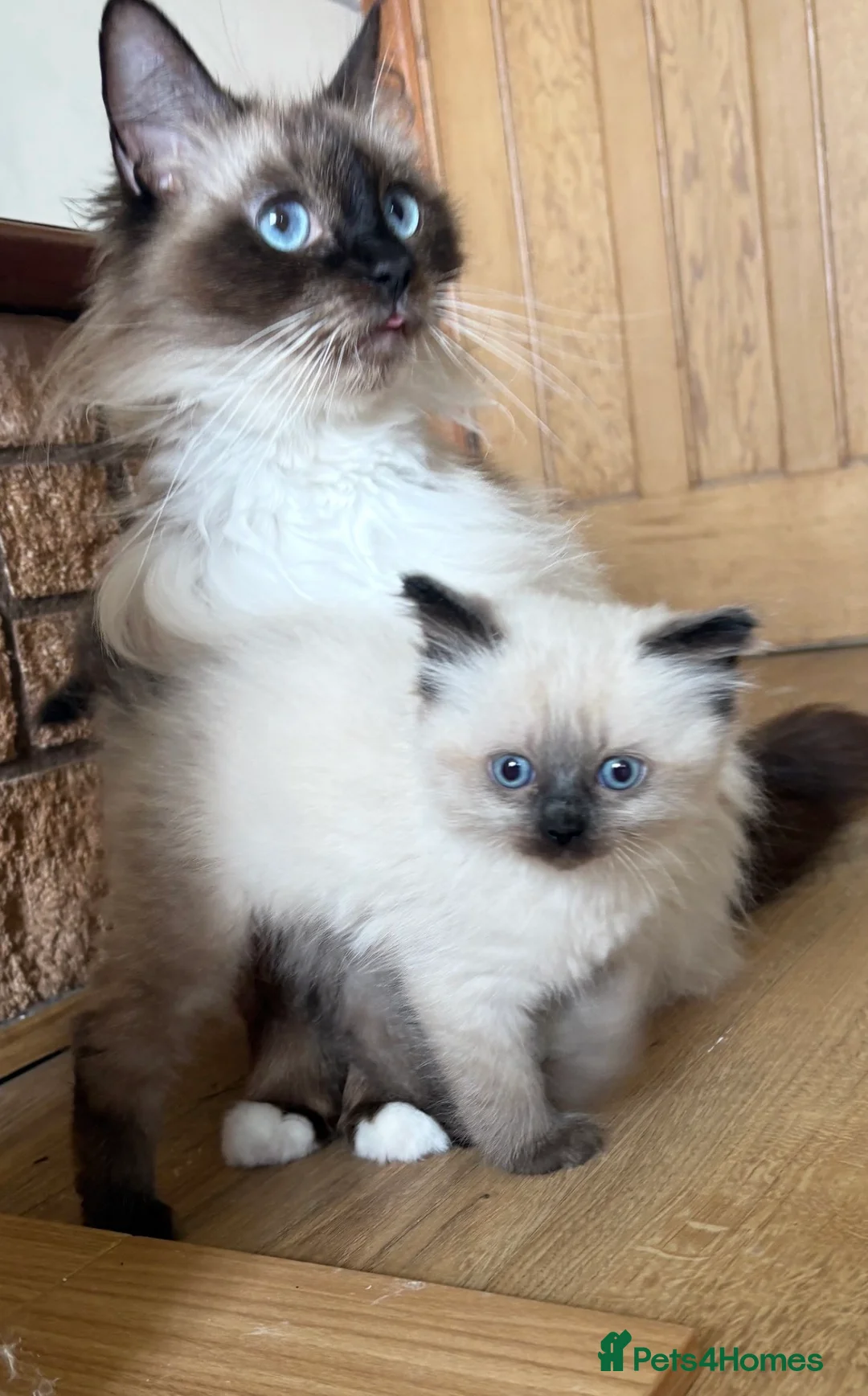 Ragdoll cats for sale: Ragdoll kitten beautiful little boy ready to go  - Advert 2