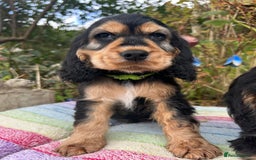 Cocker Spaniel dogs for sale: KC show cocker spaniel puppies. Ready Now! - Image 4