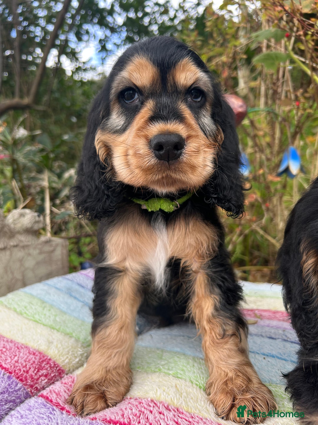 Cocker Spaniel dogs for sale: KC show cocker spaniel puppies. Ready Now! - Image 4
