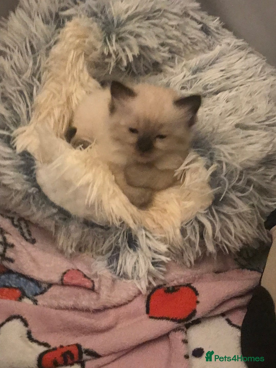 Ragdoll cats for sale: 🌟 Stunning Ragdoll Kittens 🌟 - Image 6