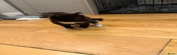 Mixed Breed cats for sale: Persian x - Advert 23