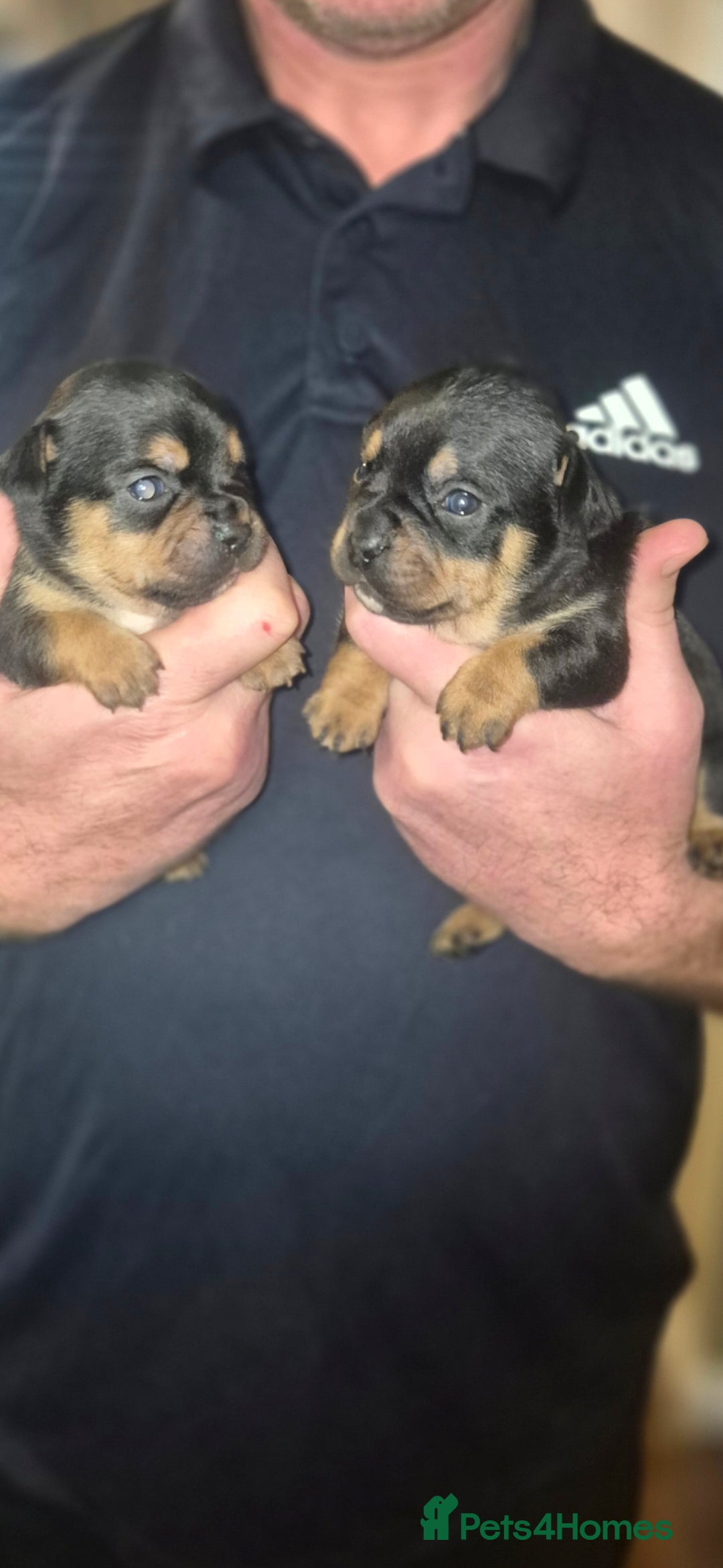 Mixed Breed dogs for sale: French bulldog x jack russell - Advert 2