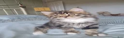 Mixed Breed cats for sale: Domestic kittens long haired/short - Advert 13