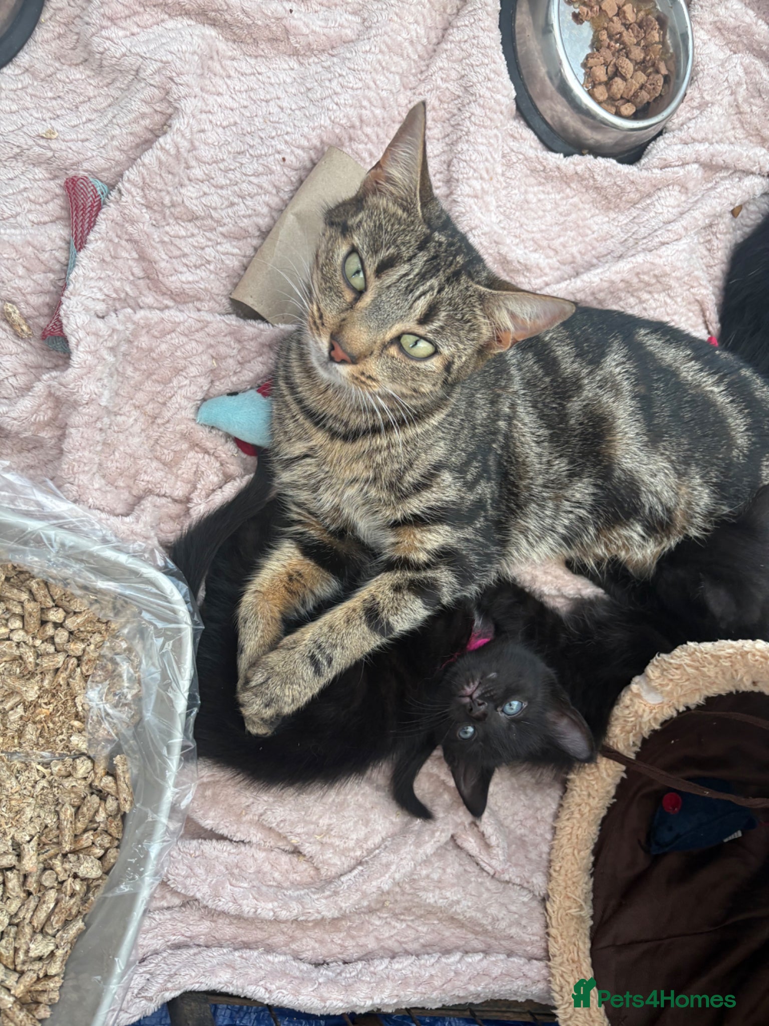 Mixed Breed cats 2 black and one tabby kitten available, all female - Advert 1