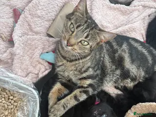 Mixed Breed cats 2 black and one tabby kitten available, all female - Advert 1