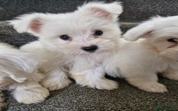 Maltese dogs for sale: Maltese puppies ready  - Image 2