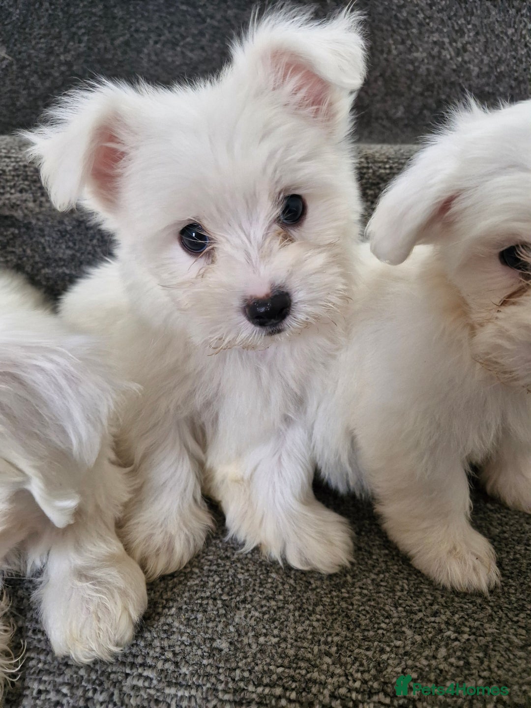 Maltese dogs for sale: Maltese puppies ready  - Image 2