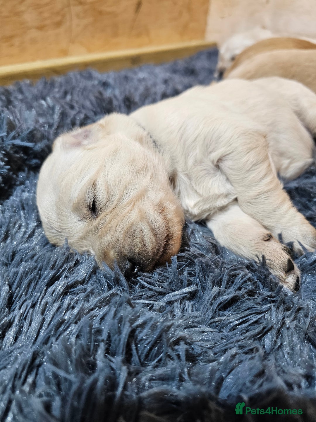 Golden Retriever dogs for sale: Golden retriever puppy for sale in Harrow  London - Advert 7