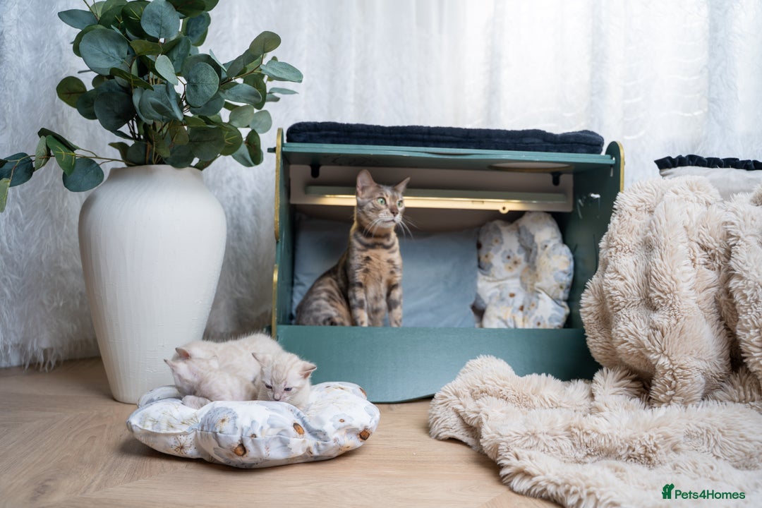 Bengal cats for sale: 3 Snow Bengal Boys-Gorgeous-TICA-Ready in November - Image 12