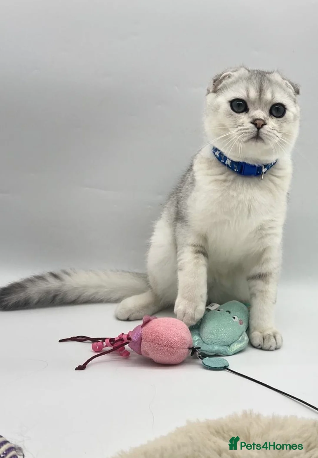 Scottish Fold cats for sale: Beautiful Scottish Fold Boy - Advert 7