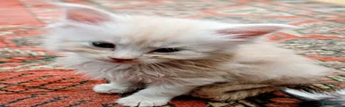 Maine Coon 2 Ice