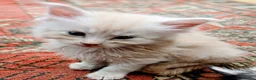 Maine Coon cats for sale: Main Coon Kittens in Leeds - Advert 10