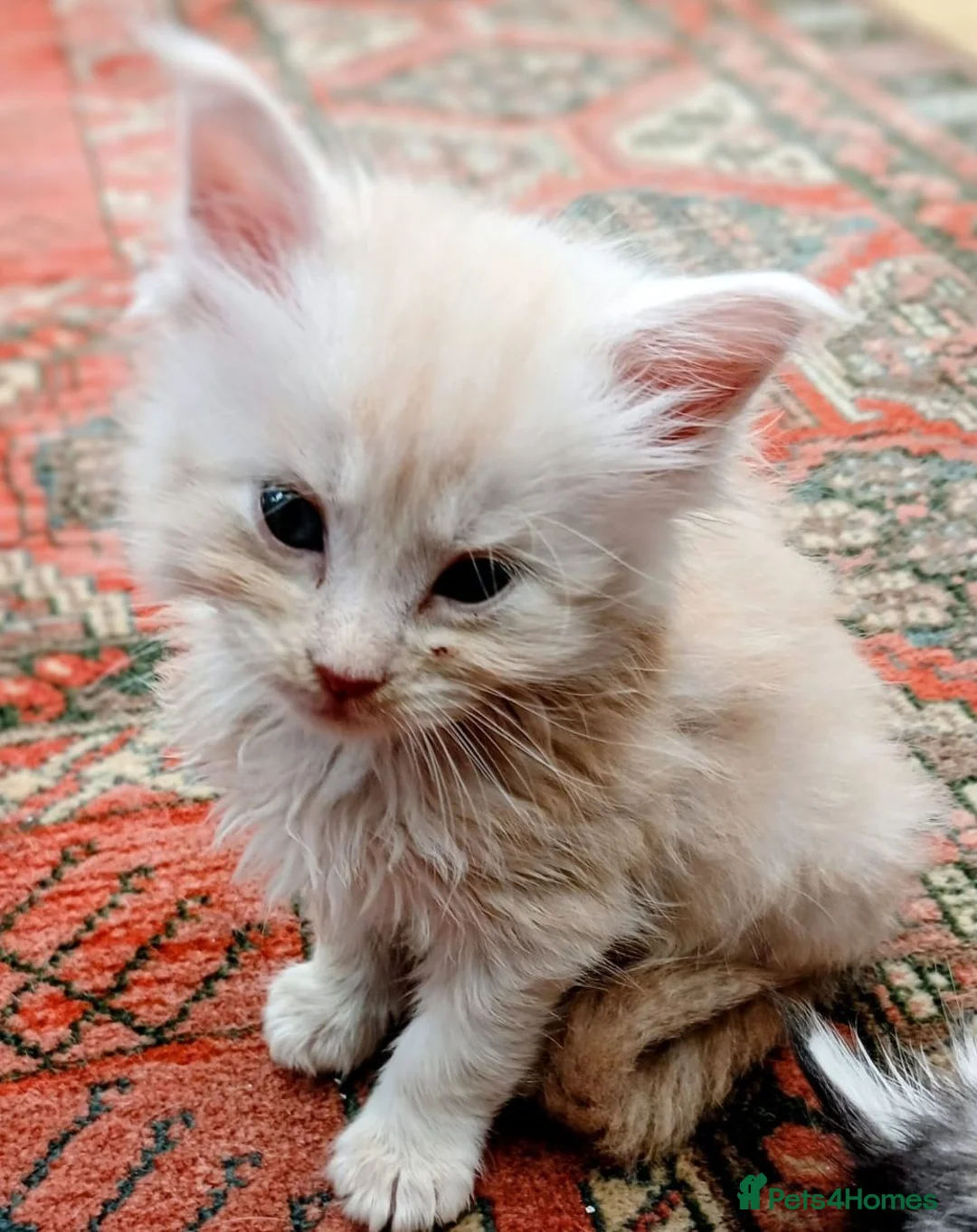 Maine Coon cats for sale: Main Coon Kittens in Leeds - Advert 10