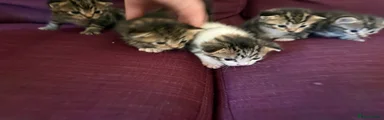 White and tabby male
