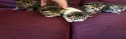 Mixed Breed cats for sale: 12 kittens available - Advert 7