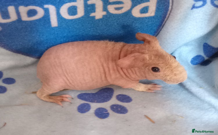 Guinea Pig rodents - Advert 14