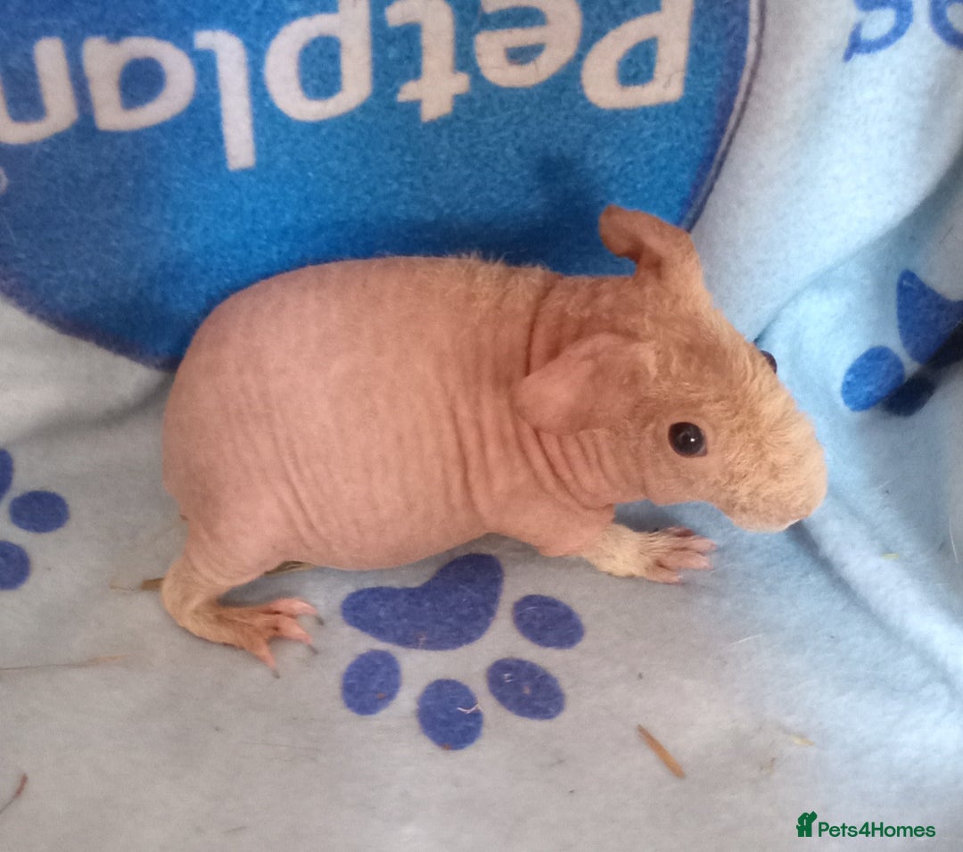 Guinea Pig rodents for sale: Skinnys - Werewolfs & Lakelands (Skinny Carriers - Image 4