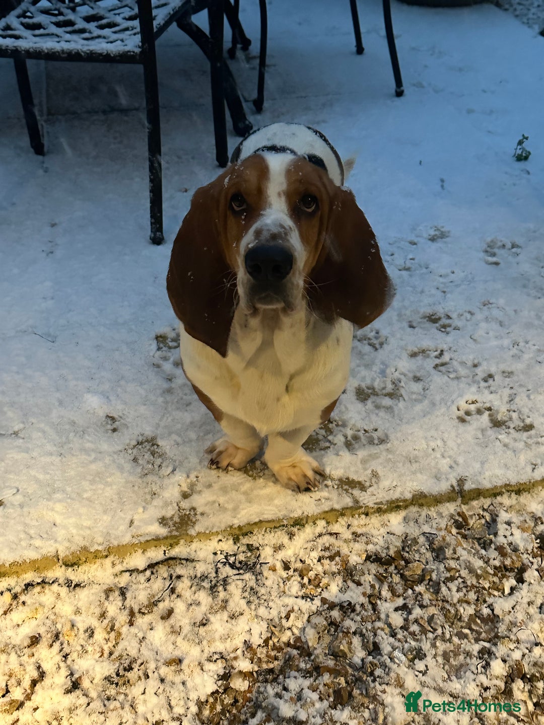 Basset Hound dogs for sale: 2 brothers need a new home :(  - Image 4