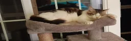 Mixed Breed cats for adoption: King Tut is looking for cuddles - Advert 3