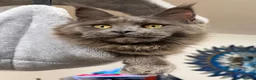 Maine Coon cats for sale: 🔥*TWO BEAUTIFUL SOLID BLUE MAINE COON FEMALES*🔥  - Advert 9