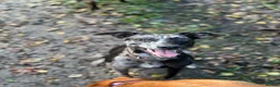 Whippet dogs for sale: Beautiful working whippets  - Advert 2