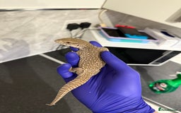 Monitor reptiles for sale: Baby savanna monitor for sale  - Image 2