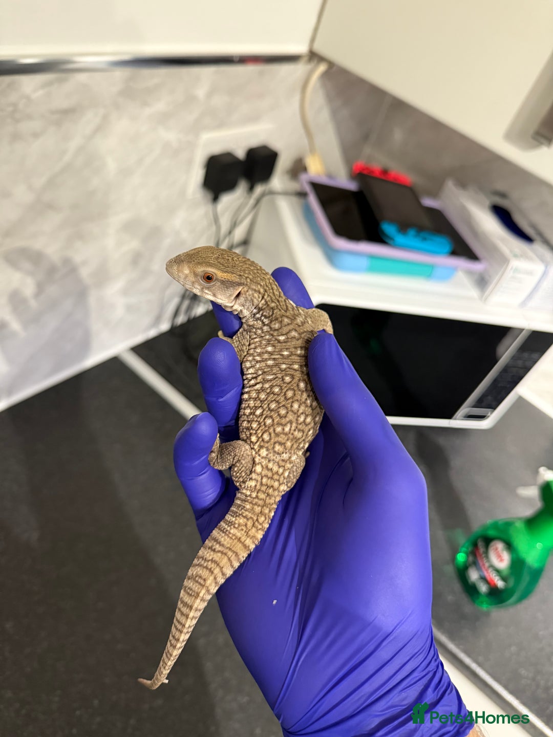 Monitor reptiles for sale: Baby savanna monitor for sale  - Image 2