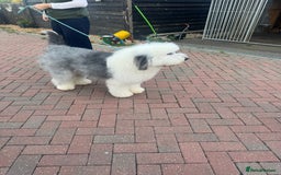 Old English Sheepdog dogs for stud: Handsome herbie for stud 🐾 - Image 4