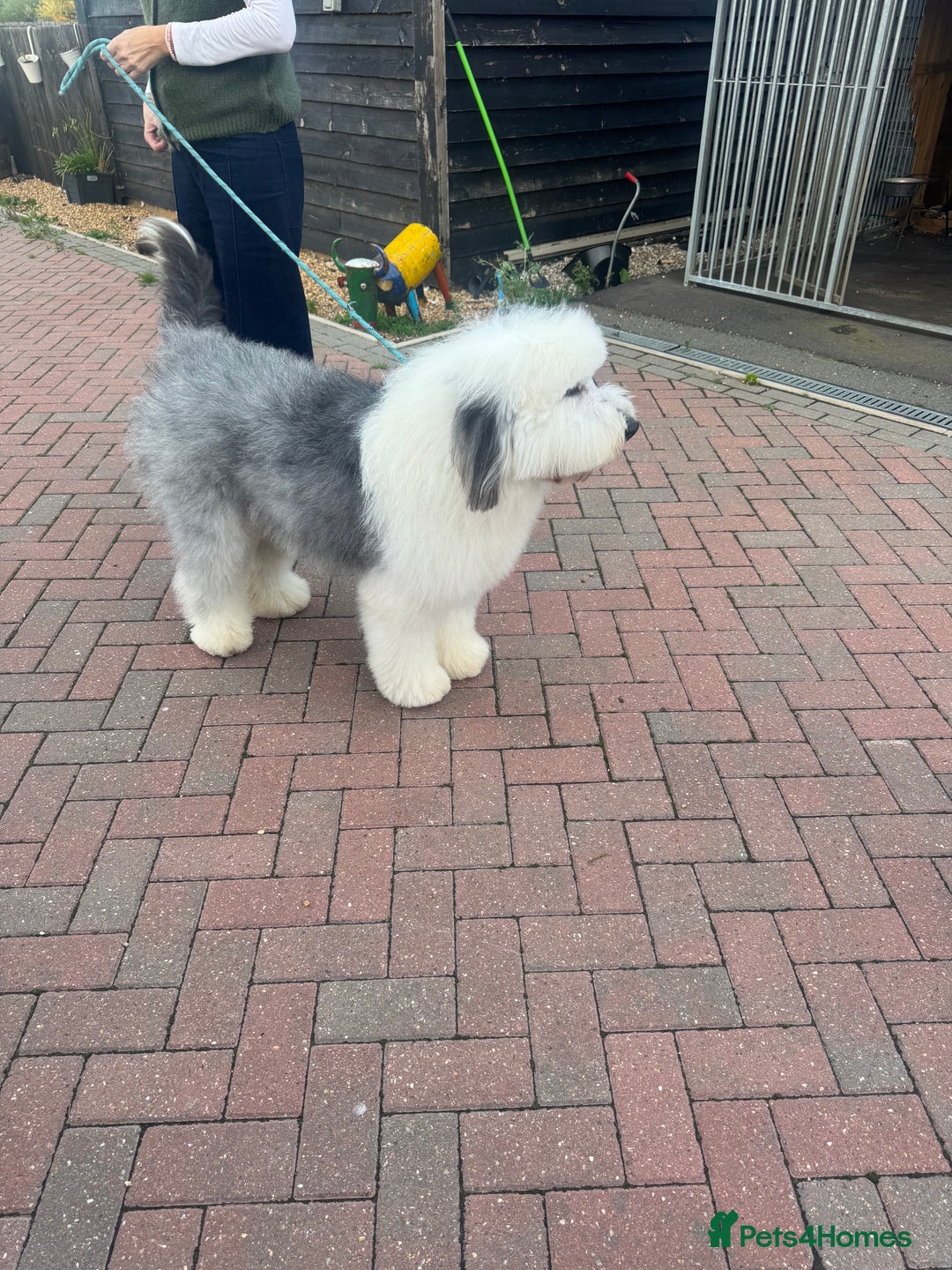 Old English Sheepdog dogs for stud: Handsome herbie for stud 🐾 - Image 4