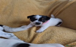 Jack Russell dogs for sale: Tricolour short legs Jack Russell  - Image 4