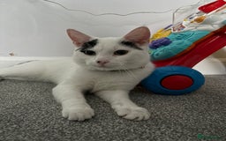 European cats for sale: European shorthair free to good home - Image 1