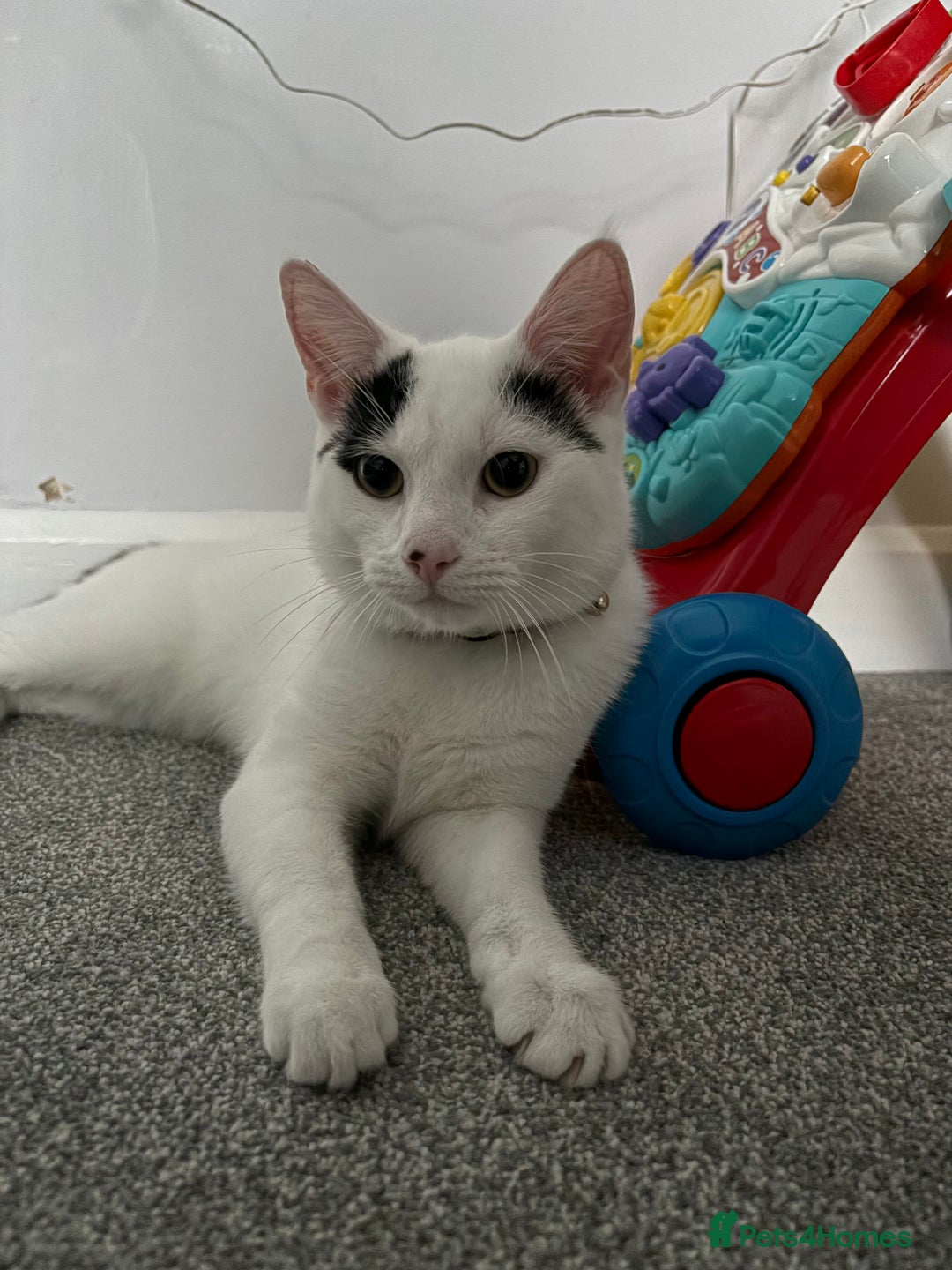 European cats for sale: European shorthair free to good home - Image 1