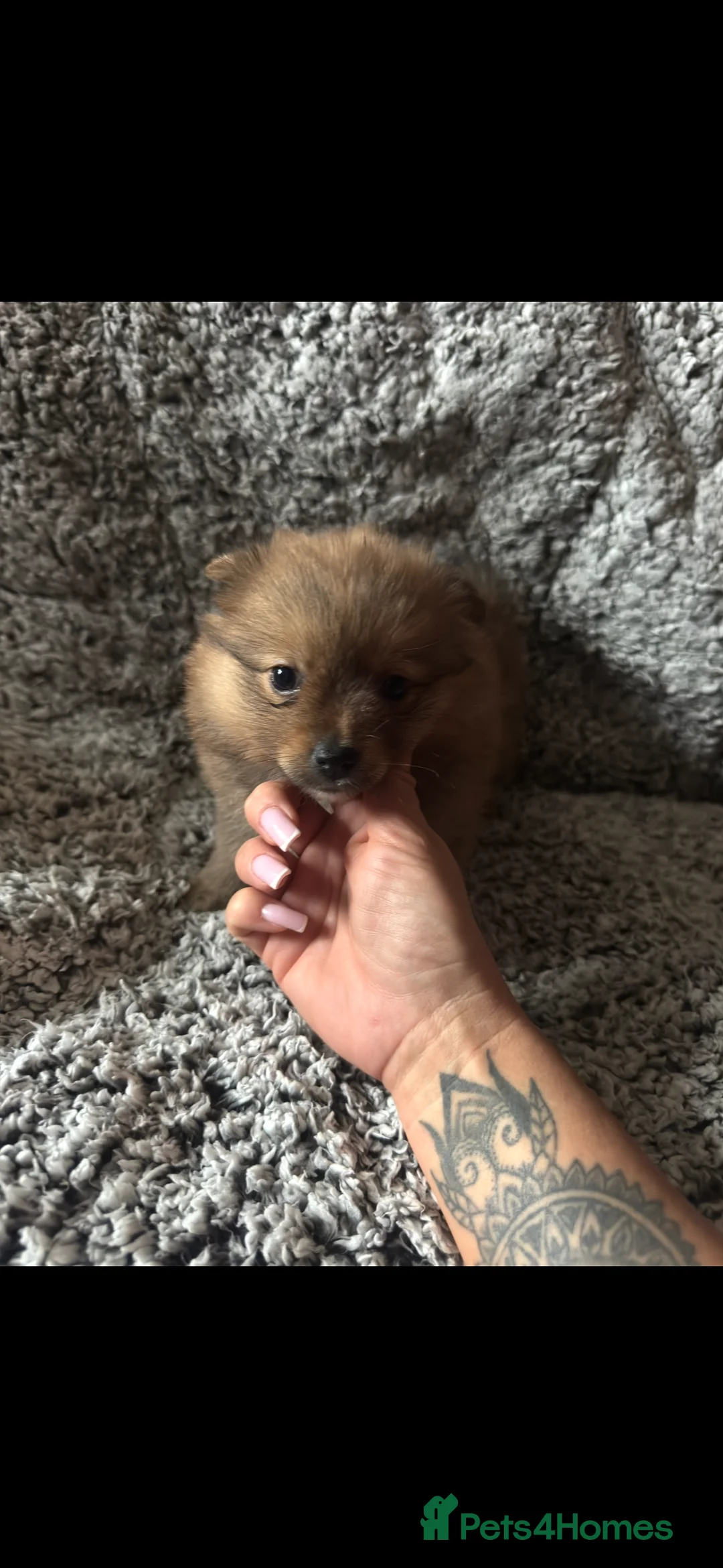 German Spitz dogs for sale: German spitz puppies for sale  - Advert 6