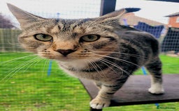 Mixed Breed cats for adoption: LOCKY  - Image 2