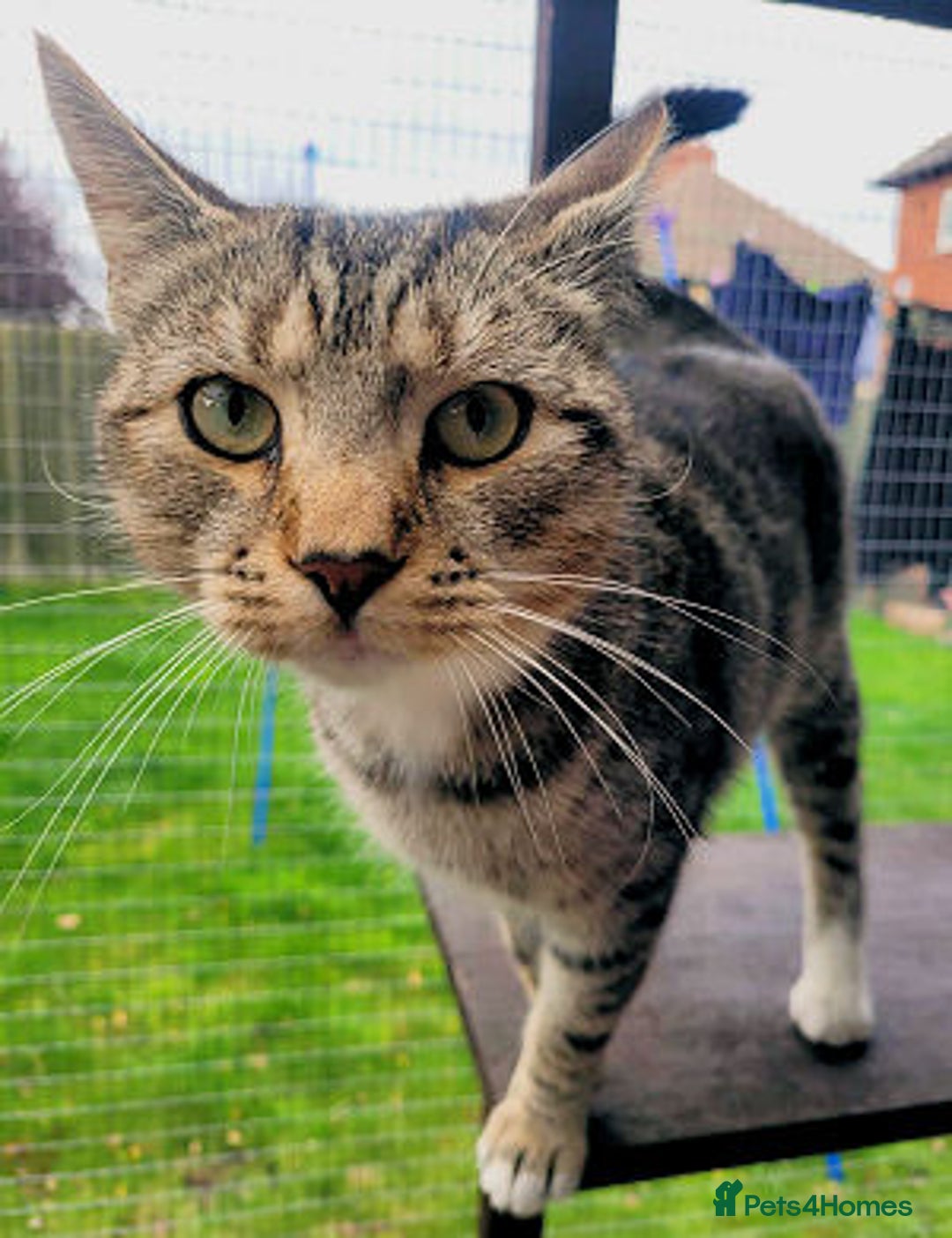 Mixed Breed cats for adoption: LOCKY  - Image 2