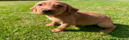 Labrador Retriever dogs for sale: Fox Red KC Registered Labradors 🐾🐾🐾 - Advert 9