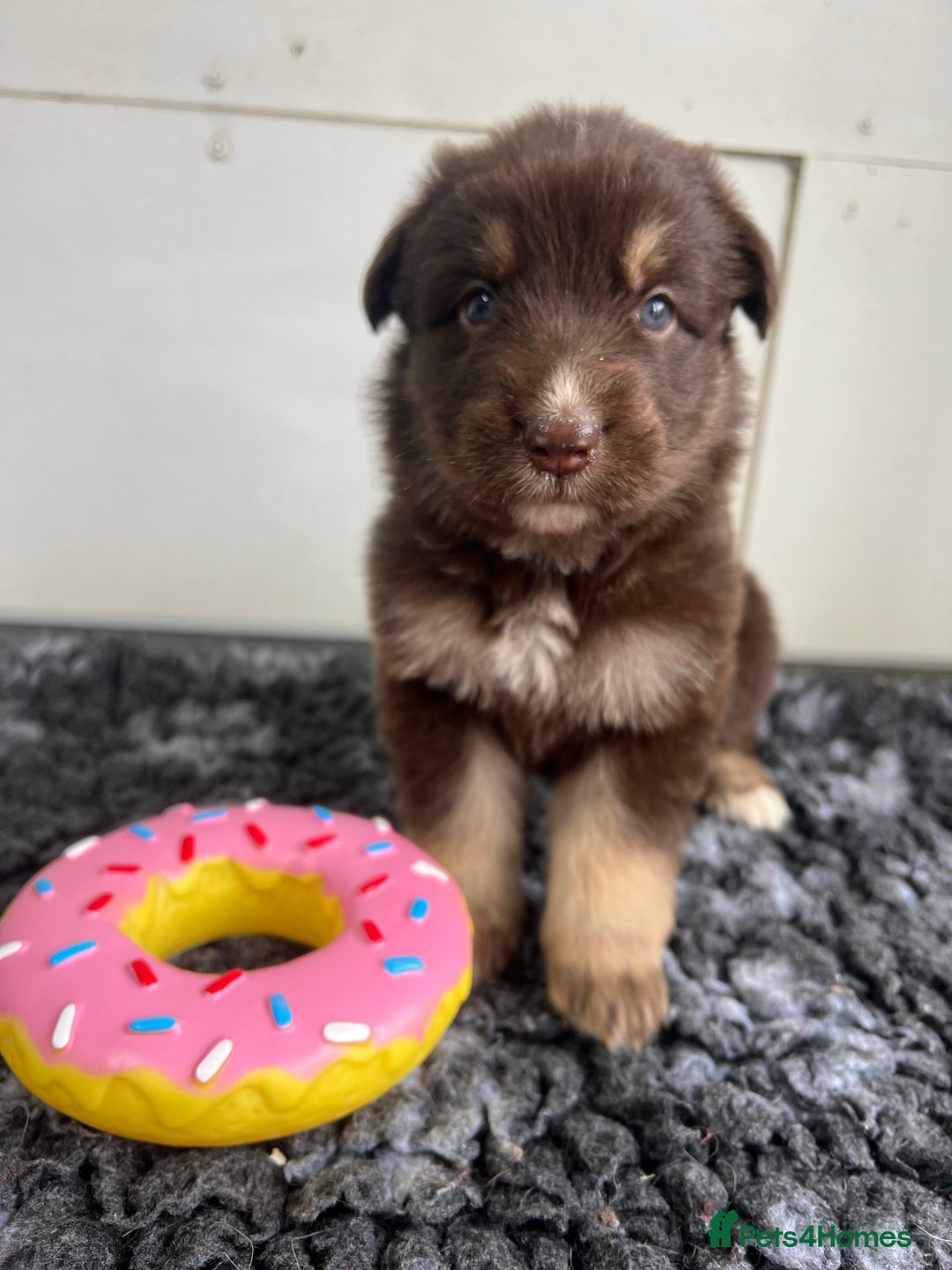 German Shepherd dogs for sale: Outstanding litter KC Reg German Shepherd puppies - Image 16