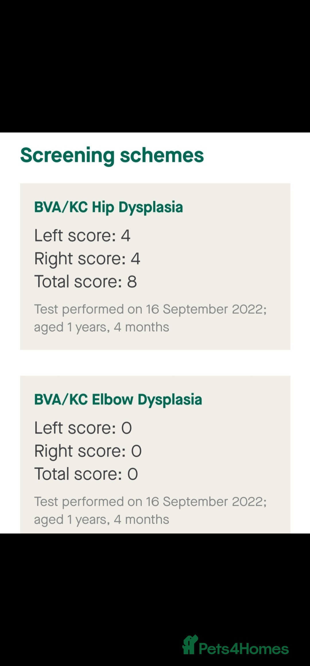 Golden Retriever dogs for stud: EXTENSIVELY HEALTH TESTED, KC Reg PROVEN in Bishop Auckland - Image 12