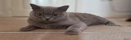 British Shorthair cats for sale: Beautiful 3yo Blue British Shorthair Girl - Advert 4