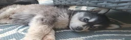 Pomsky dogs for sale: ❤️ POMSKY PUPPIES READY NOW ❤️ in Port Talbot - Advert 8