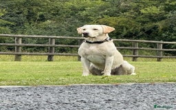 Labrador Retriever dogs for sale: Equal parts adventure and sofa buddies (Labradors) - Image 25