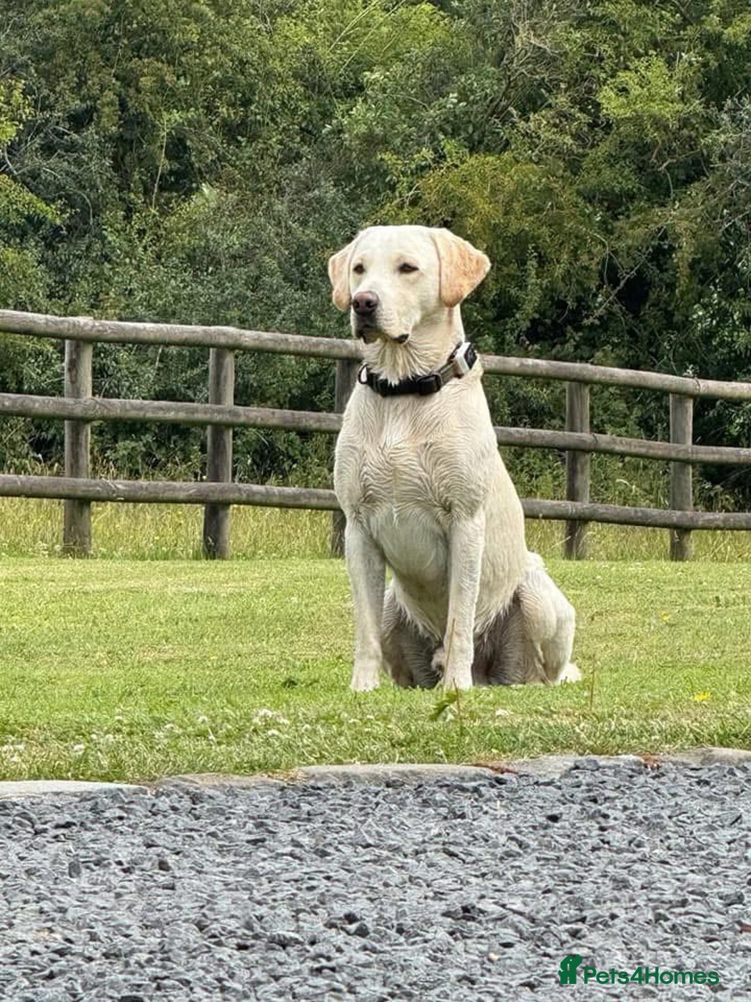 Labrador Retriever dogs for sale: Equal parts adventure and sofa buddies (Labradors) - Image 25