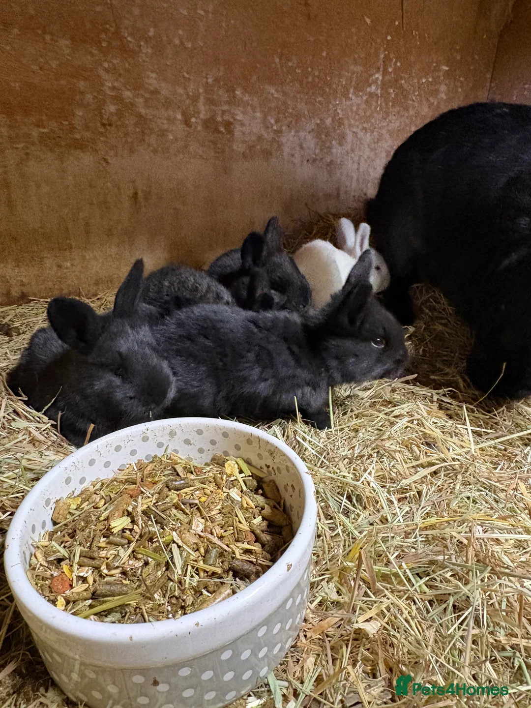 Continental Giant rabbits for sale: Continental giant rabbits  - Advert 10