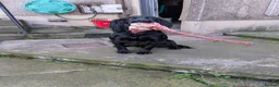Cocker Spaniel dogs for sale: Cocker spaniel male black KC reg - Advert 3