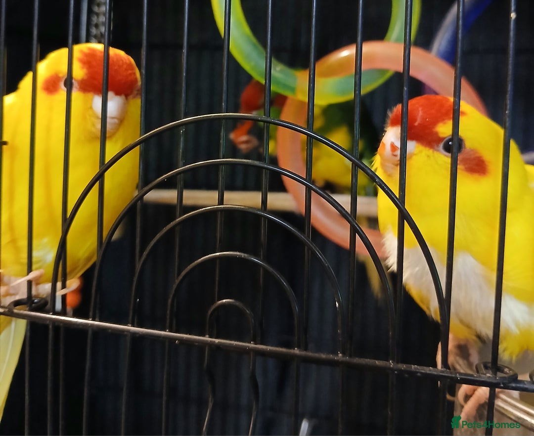 Parakeets birds for sale: Kakariki's x3 Males dna'd Kakariki's  - Advert 21