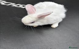 Netherland Dwarf rabbits for sale: Female and male rabbits - Image 15
