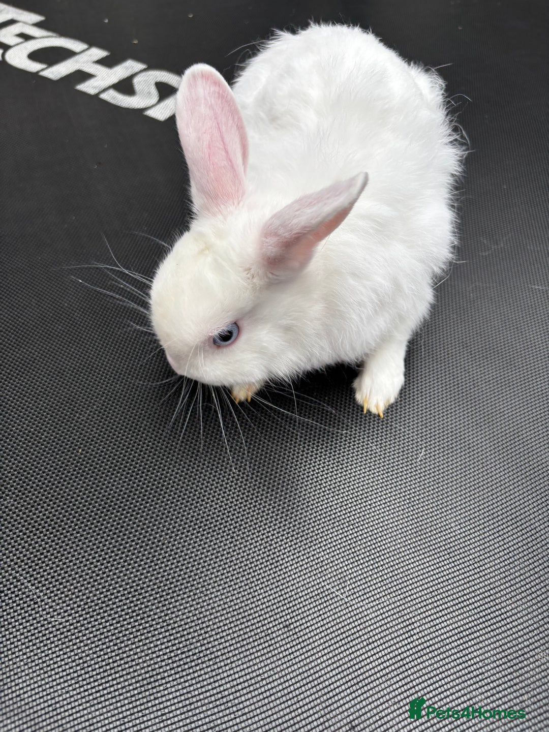 Netherland Dwarf rabbits for sale: Female and male rabbits - Image 15